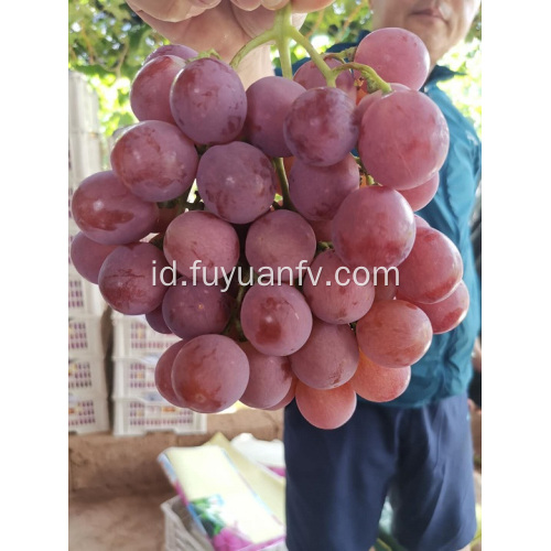 BINCHUAN GRAPES MEMULAI